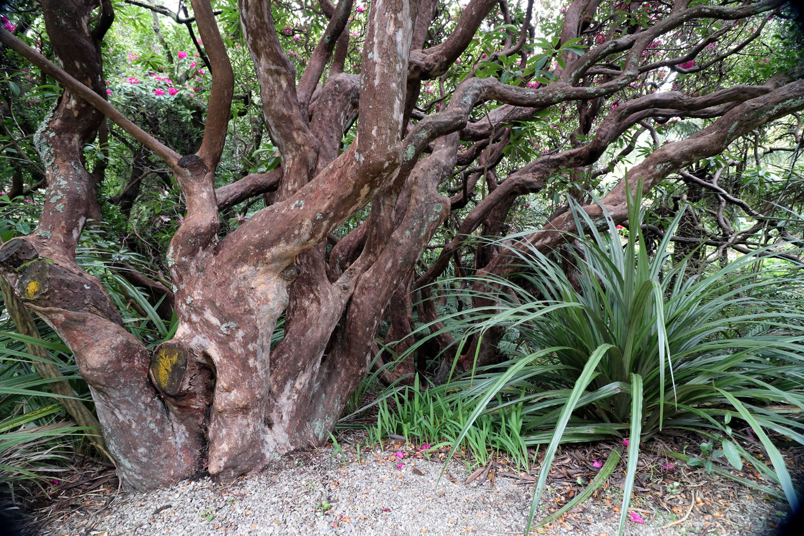 2017 10 15 Botanic Gardens 15